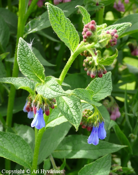 Tarharaunioyrtti, Symphytum asperum Symphytum asperum tarharaunioyrtti.jpg